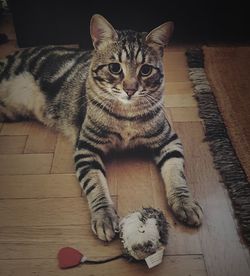 Portrait of a cat on wooden table