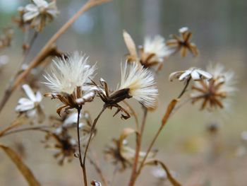 Close-up of flowers against blurred background