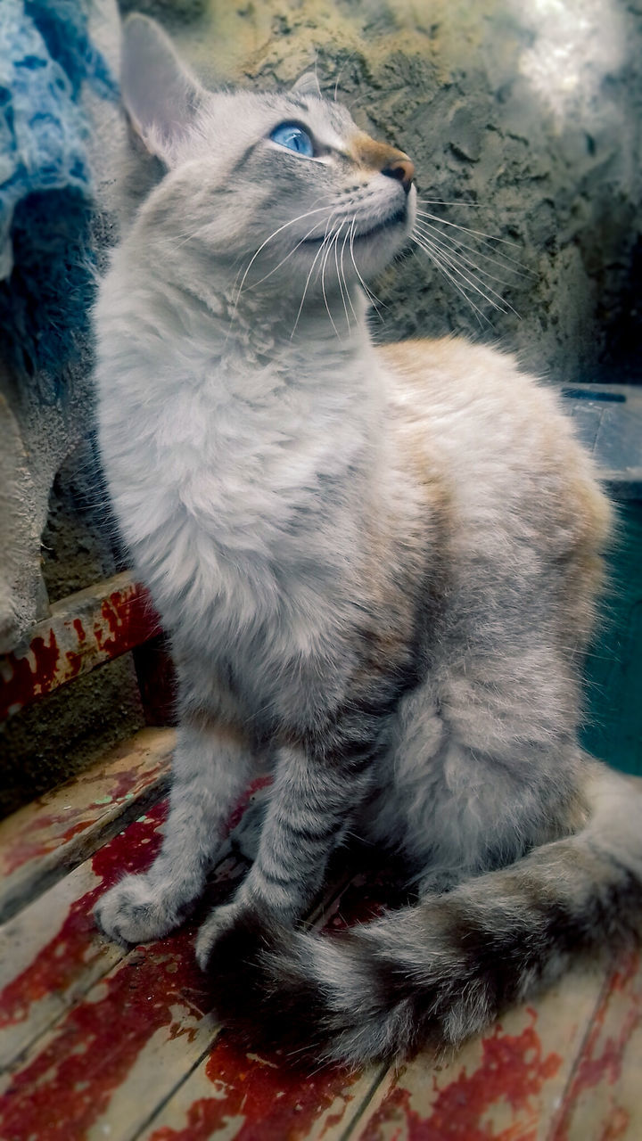 CLOSE-UP OF CAT SITTING ON SOFA