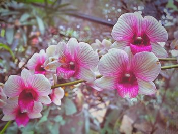 Close-up of pink flowers