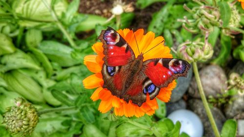 Close-up of butterfly on flower