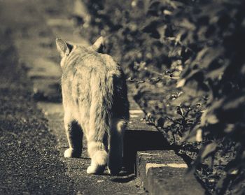 Close-up of cat