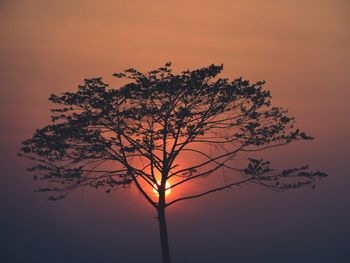 Low angle view of silhouette tree against sky during sunset