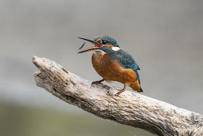 Close-up of bird perching on a branch