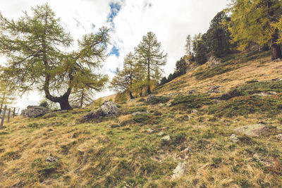 Trees growing on field against sky