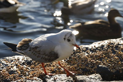 Close-up of bird perching on rock