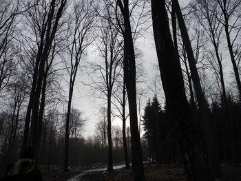 Bare trees in forest against sky