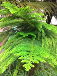 Close-up of green leaves