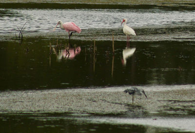 Birds perching on lake