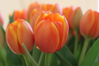 Close-up of red tulips