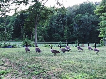 View of birds on grassy field