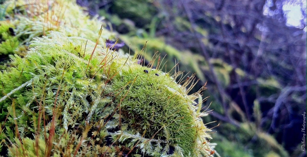 CLOSE-UP OF PLANTS GROWING OUTDOORS