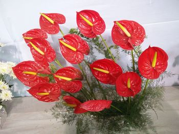 High angle view of red flowers in water