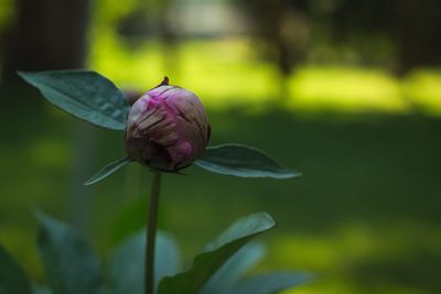 Close-up of flower against blurred background