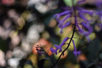 Close-up of insect on purple flowers