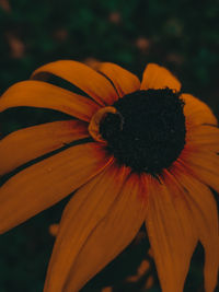 Close-up of orange daisy flower