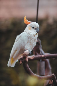 Close-up of parrot perching on metal