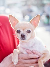 Portrait of chihuahua