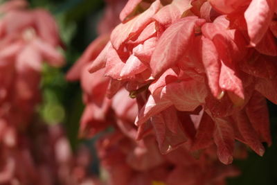 Close-up of pink flowers