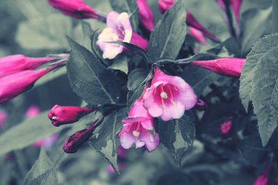 Close-up of pink flower