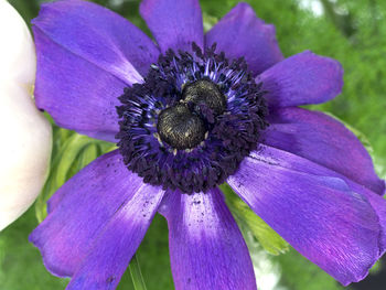 Close-up of purple flowers