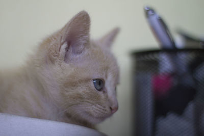Close-up of a cat looking away