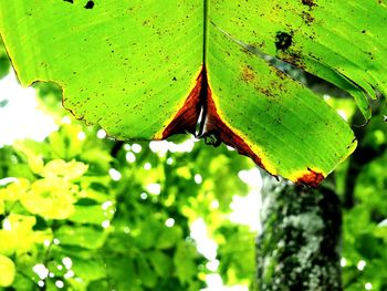 Close-up of insect on plant