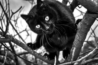 Close-up portrait of a cat