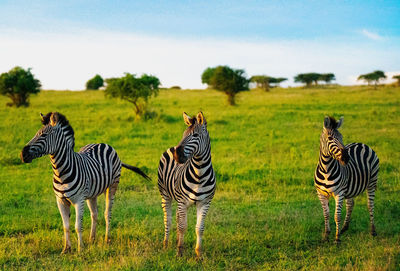 Zebra standing on field