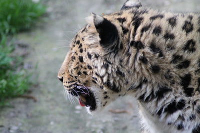 Close-up of a leopard looking away