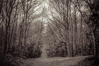 Bare trees in forest against sky