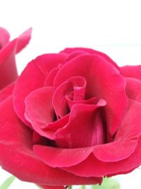 Close-up of pink rose