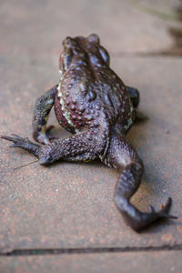 Close-up of frog