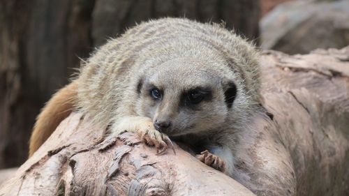 Close-up of meercat on a log