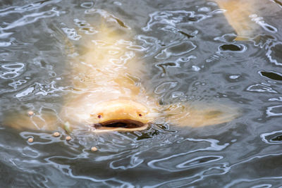 High angle view of fish swimming in lake