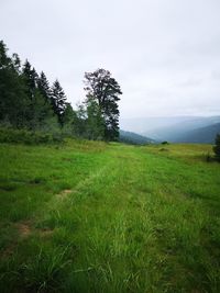 Scenic view of grassy field against sky