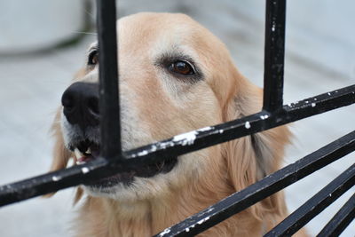 Close-up of dog by water