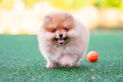 Close-up of dog on field