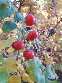Close-up of fruits growing on tree