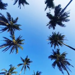 Low angle view of palm tree against sky