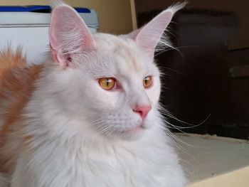 Close-up of cat looking away