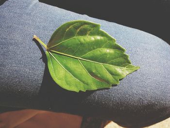 Close-up of leaf