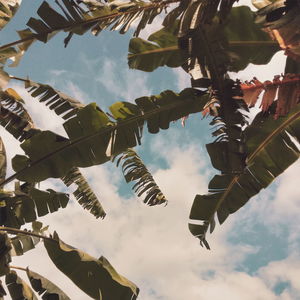 Low angle view of leaves hanging against sky