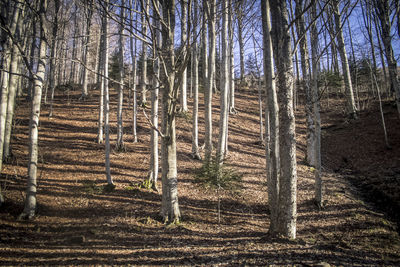 View of bare trees in forest