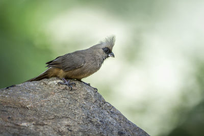 Close-up of bird perching on tree