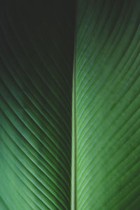 Full frame shot of palm leaf