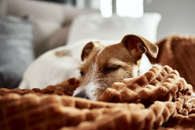 Dog lazing on couch