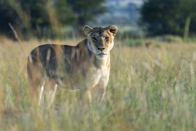 A lioness stands in the tall grass and looks at us