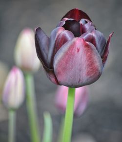 Close-up of dark purple tulip