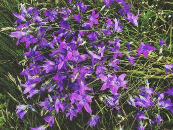 Close-up of fresh purple flowers blooming in field